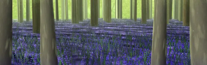 コードだけで描いたブルーベルの森